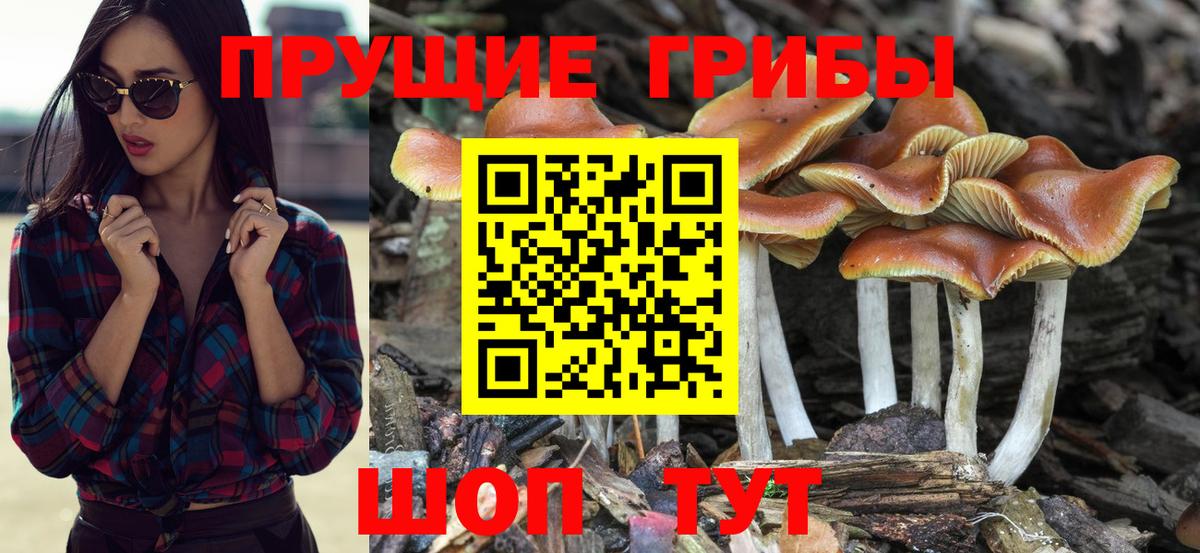 Зеленогорск  Галлюциногенные грибы Cubensis  Вход с VPN  Псилоцибиновые грибы Psilocybe 